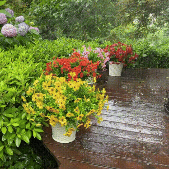 | 60% OFF Today | 🌷Trilumia® UV-Resistant Outdoor Flowers | Zero Maintenance Color | 50% OFF Today